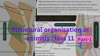 Modification of simple columnar epithelium ampcell junctions class 11thbiology [upl. by Ayekahs620]