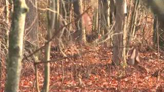 Levi Morgan  Big Buck Down in Ohio [upl. by Tellford]