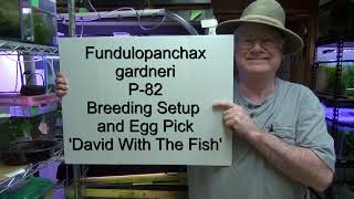 Fundulopanchax gardeneri P82 killifish  Breeding setup and egg picking  Great beginner killifish [upl. by Stenger]