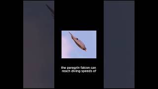 Peregrine Falcons Incredible HighSpeed Hunt [upl. by Barry]