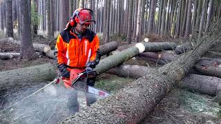 Husqvarna 572XP Chain saw TOP FELLINGTHE BEST CHAINSAW [upl. by Alverson]