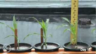 Timelapse Video of Growing Maize Plants [upl. by Kinzer180]