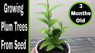 How To Grow Plum Trees From Seed 03 Months [upl. by Assennav]