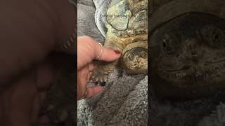 ADORABLE pet COMMON SNAPPING TURTLE likes his scaly feet petted [upl. by Feil]