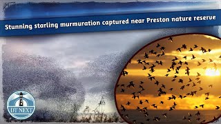 Stunning starling murmuration captured near Preston nature reserve  DT Next [upl. by Jocelin]