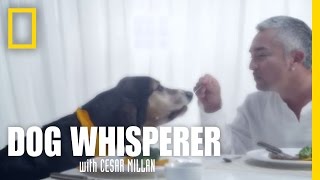 New Episodes  Dog Whisperer [upl. by Irol]