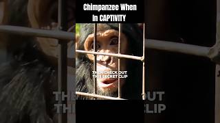 Chimpanzees are fighting a war with humans for their freedomfilm movie shorts [upl. by Gautea741]