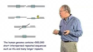 SingleStrand Annealing  Jim Haber Brandeis [upl. by Neumann]