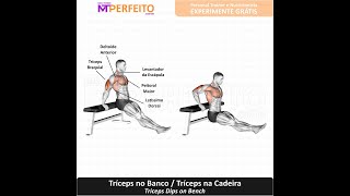 Tríceps no Banco  Músculos Trabalhados [upl. by Einaeg]