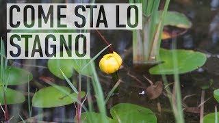 COME STA LO STAGNO TRA ALGHE FIORI E GAMBUSIE [upl. by Akeret377]