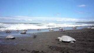 Playa Ostional Costa Rica Olive Ridley sea turtle nesting quotArribadaquot [upl. by Madella109]