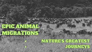 Epic Animal Migrations Natures Greatest Journeys [upl. by Graybill]