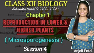 Class XII BIOLOGY REPRODUCTION IN LOWER AND HIGHER PLANTS  Microsporogenesis [upl. by Allayne133]