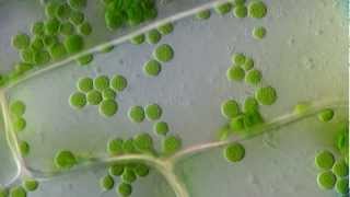 Cyclosis  Cytoplasmic streaming in plant cells Elodea  DIC microscope 1250x [upl. by Montague]