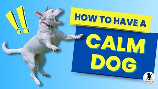 How to calm a dog 3 ways to help hyper and over excited dogs relax [upl. by Asiram]