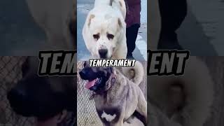 Alabai vs Kangal Shepherd Dog dog alabai kangal [upl. by Naman]