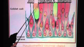 Pseudostratified Ciliated Columnar Epithelium [upl. by Sybil]