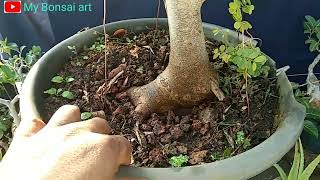 Ficus tinctoria with fruit [upl. by Lanni]