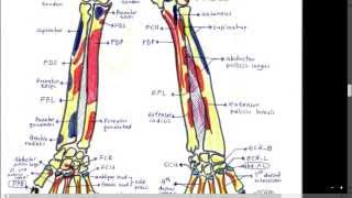 FOREARM MUSCLES POSTERIOR ASPECT ORIGIN INSERTION NERVE SUPPLY amp ACTION ANATOMY  SIMPLIFIED ✔ [upl. by Naples]