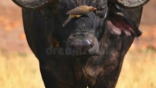 Animal meat in islam halal and haram animal meat in islam halal and haramsubscribe youtube [upl. by Attiuqehs320]