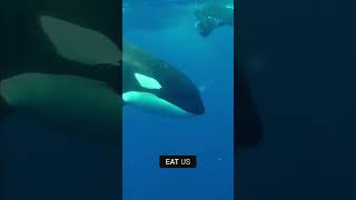 Why Don’t Killer Whales Attack Humans [upl. by Angelis]