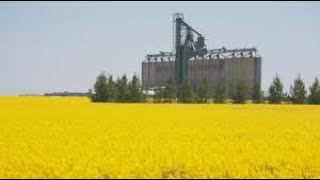 China Strikes Back Canola Trade Probe [upl. by Arahsat]