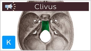 Clivus  Anatomical Terms Pronunciation by Kenhub [upl. by Jeraldine803]