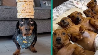 The Funniest Dachshund Moments 2023  A Hilarious Compilation for Sausage Dog Lovers FurryTails [upl. by Ellebana]