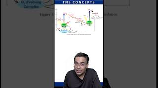 Strongest Oxidant Of Photosynthesis  csirnet csirnetlifesciences plantphysiology [upl. by Kho]