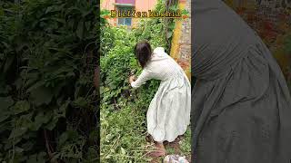 রাস্তার ধারে পেলাম dumb canedieffenbachia dumbcane dieffenbachia newplants trending viralvideo [upl. by Nellad]