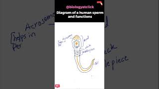 Diagram of human sperm easy [upl. by Cathrine]