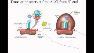 46DNAtoProteinwmv [upl. by Gerardo]