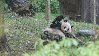 090923 Giant panda Mei Xiang enjoys the morning and her breakfast [upl. by Nosneb]