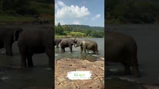 Inside Pinnawala Sri Lankas World Famous Elephant Orphanage [upl. by Cos]