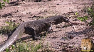 Watch The Biggest Water Monitor Lizard In Action [upl. by Little]