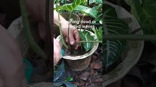 How do I trim xanthosoma lindenii leaves [upl. by Kenn]