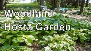 How to Design a Hosta Woodland Shade Garden [upl. by Casilda464]