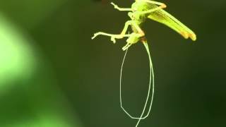 katydid molts and eats its exoskeleton [upl. by Blatt314]