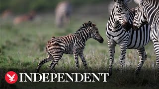 Moment adorable baby zebra takes first steps [upl. by Anoiuq]