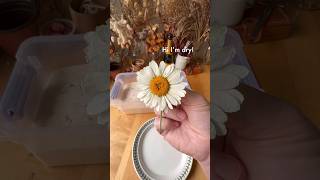 Silica gel is a great way to dry flowers while maintaining their color and shape flowers diycrafts [upl. by Dilks]