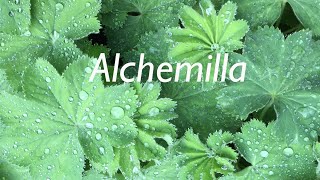 Alchemilla vulgaris  Frauenmantel  Wenn man immer nur auf die eigene Zeit zum Leben wartet [upl. by Anelim]