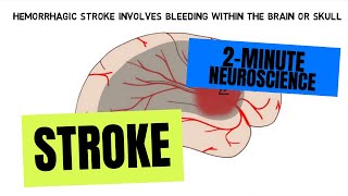 2Minute Neuroscience Stroke [upl. by Adnolat]