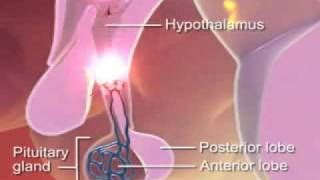 Stress Response in Animation [upl. by Ietta]