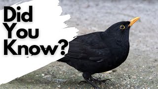 Things you need to know about BLACKBIRDS [upl. by Byler]