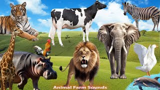 Summary of Animals Elephant Lion Hippopotamus Cow Chicken Tiger Dog Cat  Animal Paradise [upl. by Ganley]