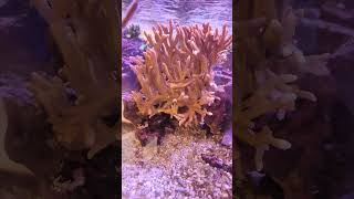 Red Digitata is a great beginner hard coral [upl. by Kubis307]