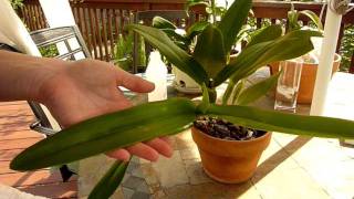 Orchid Pests Scale  How to remove these pesky bugs from your orchid [upl. by Sunda]