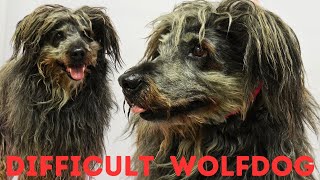 A very difficult wolf hybrid dog [upl. by Jamil]