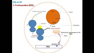 Biologie cellulaire S1  REG synthèse et glycosylation des protéines  Vidéo 3 partie 2 [upl. by Nosnev957]