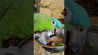 Blue headed Amazon parrot eating Xcaret aviary Playa del Carmen Mexico tropical Caribbean bird life [upl. by Nired]